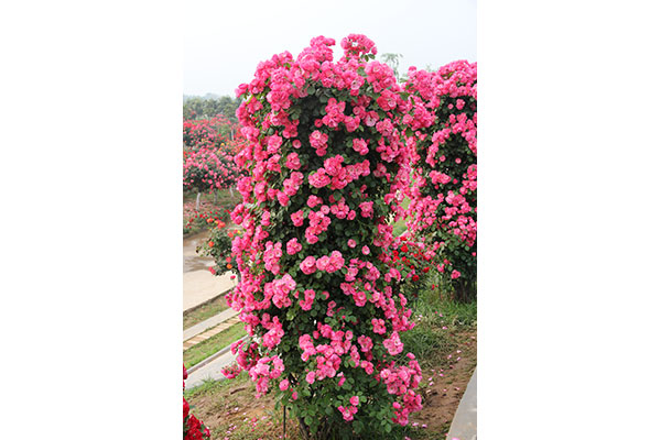 月季花柱