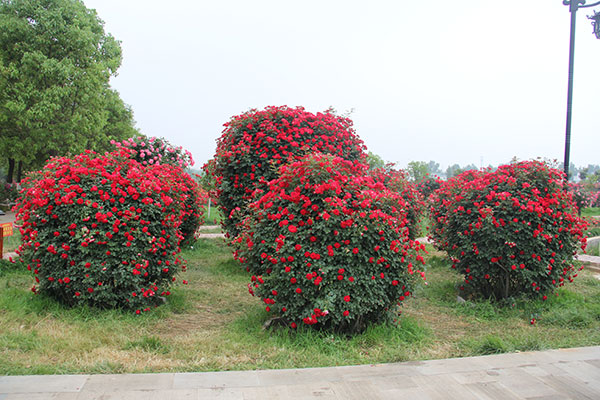 月季花球