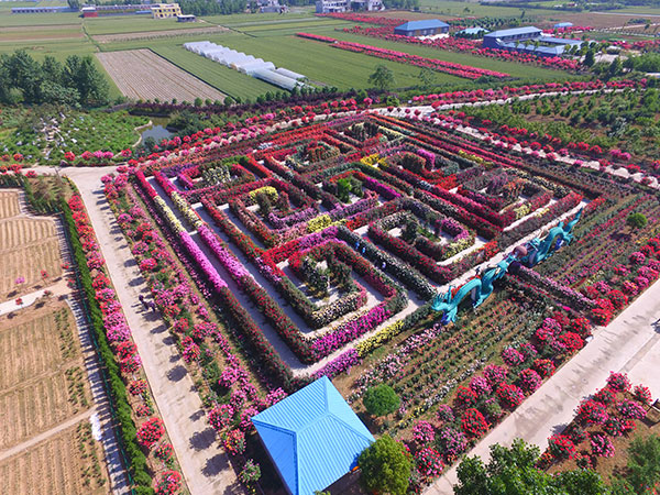 种植园区