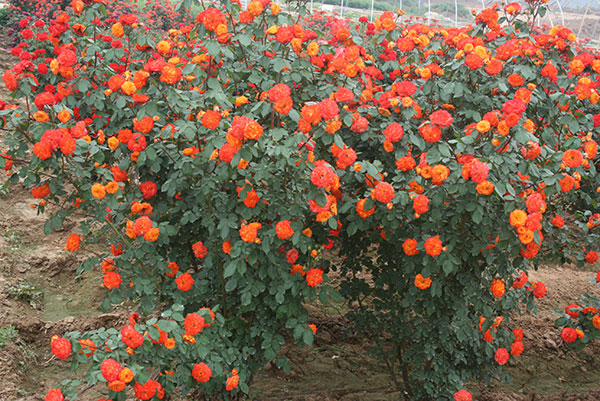 花仙