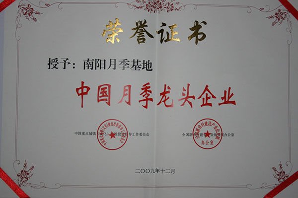 中国月季龙头企业