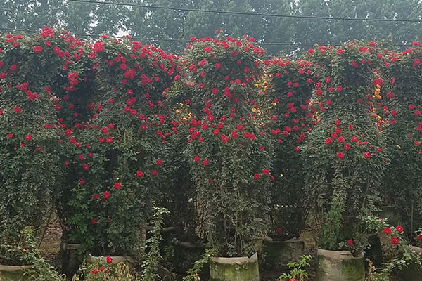月季花瓶